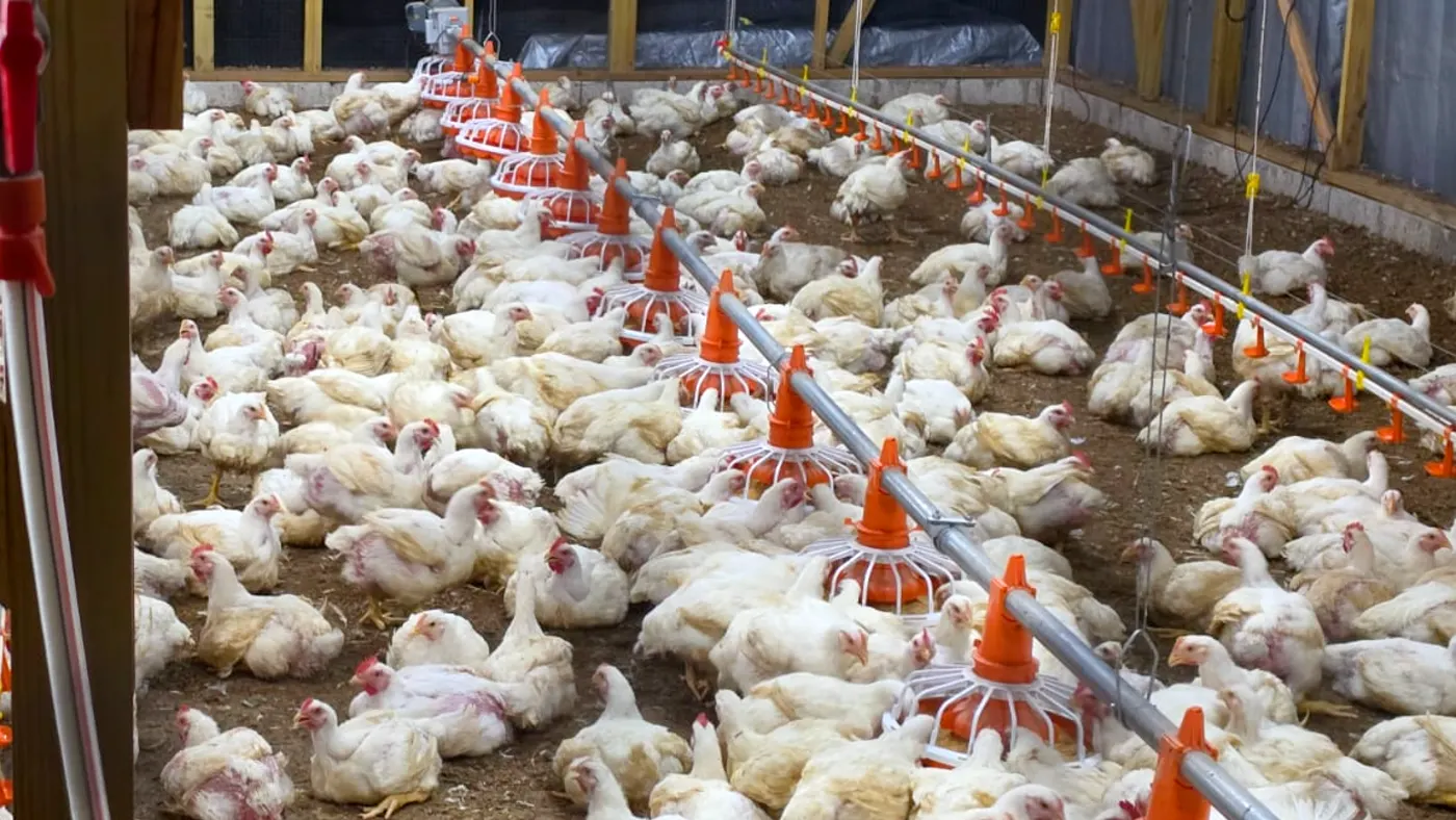 Birds in a finished TruNature coop, feed and drinker lines running the length of the house